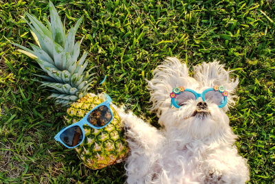 home gardenville animaleria cane occhiali da sole ananas
